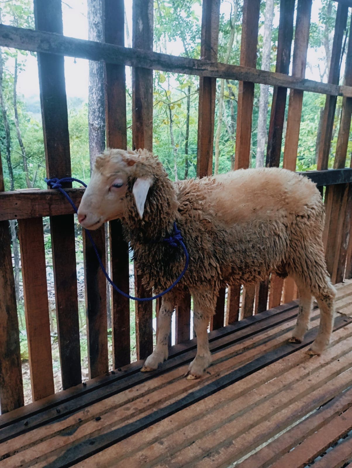 Kambing & Domba Qurban