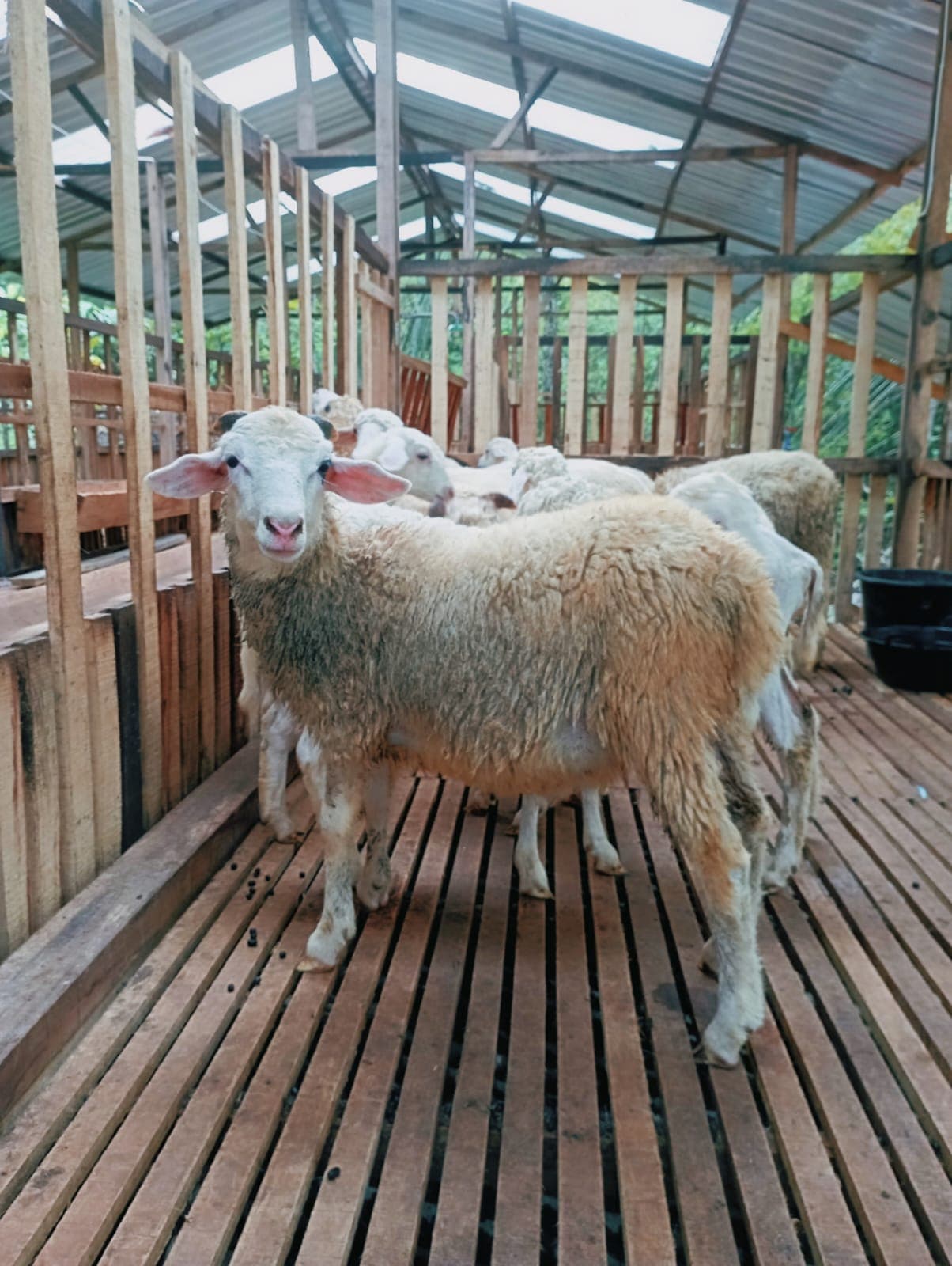 Nabung Kurban